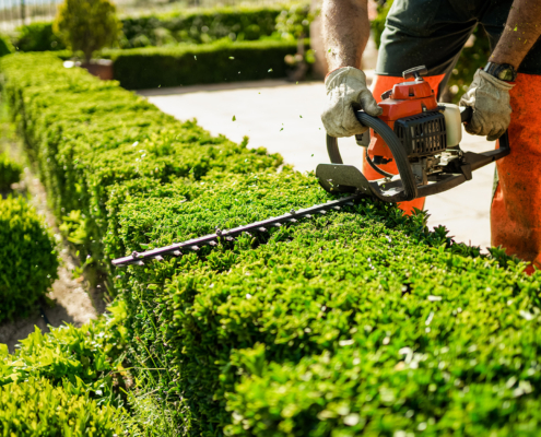 Worker Trimming Hedges